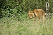 Lion Chobe